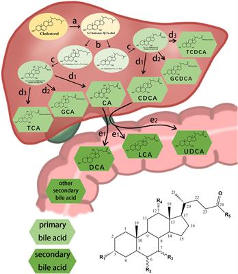 Bile Acid Detection Techniques and Bile Acid-Related Diseases